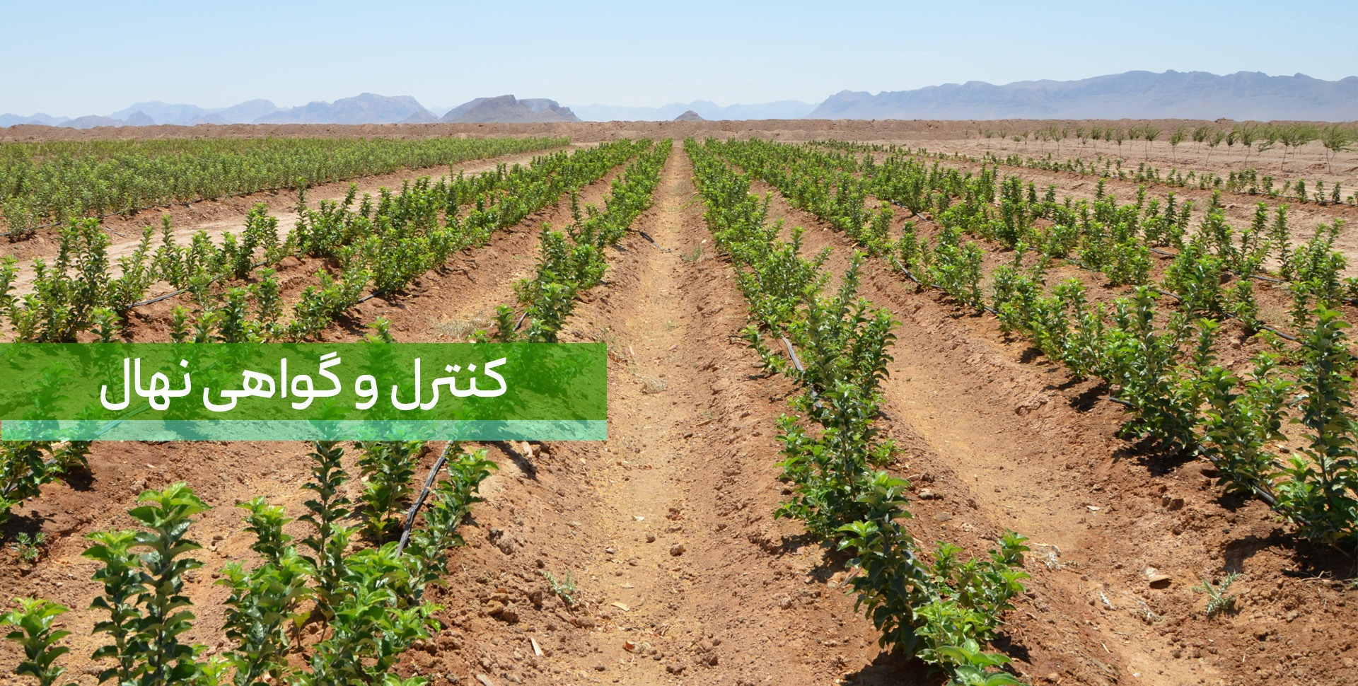 کنترل و گواهی نهال